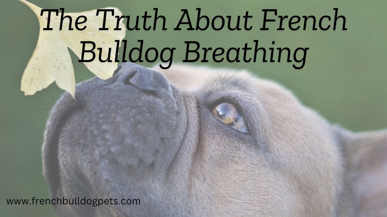 The Truth About French Bulldog Breathing