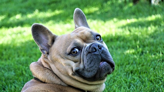 Tips for managing French Bulldogs and Multi-Pet Households