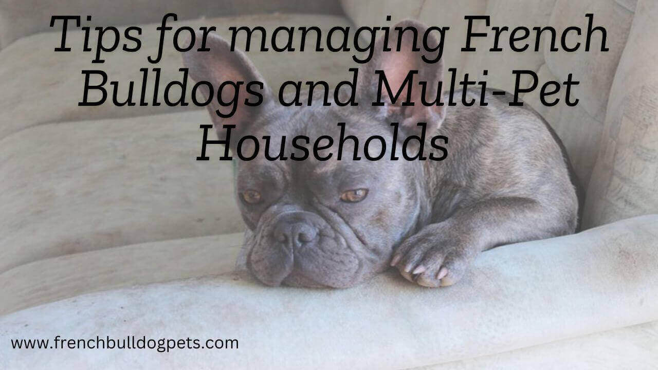 Tips for managing French Bulldogs and Multi-Pet Households