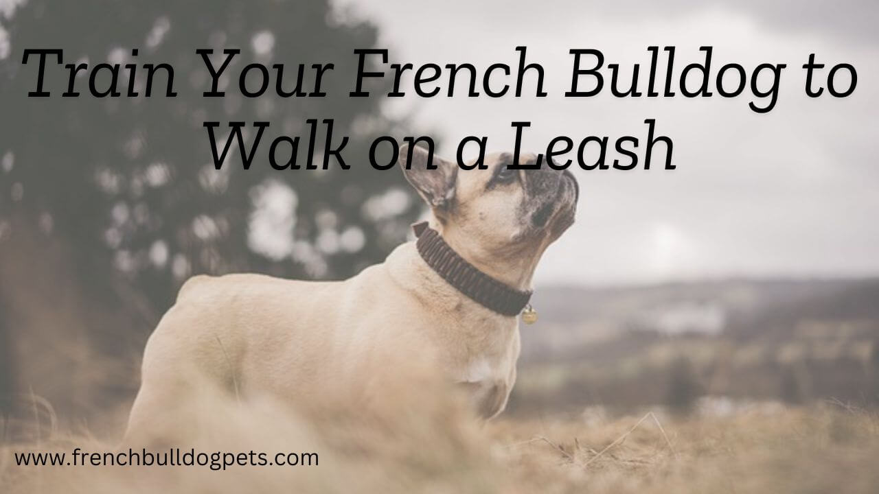 Train Your French Bulldog to Walk on a Leash