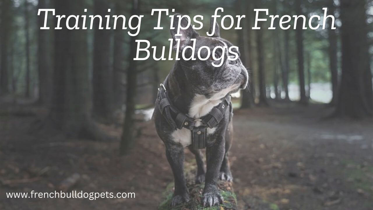 Training Tips for French Bulldogs