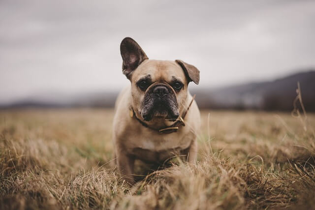 Traveling with My French Bulldog