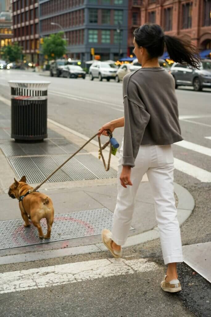 Traveling with Your French Bulldog