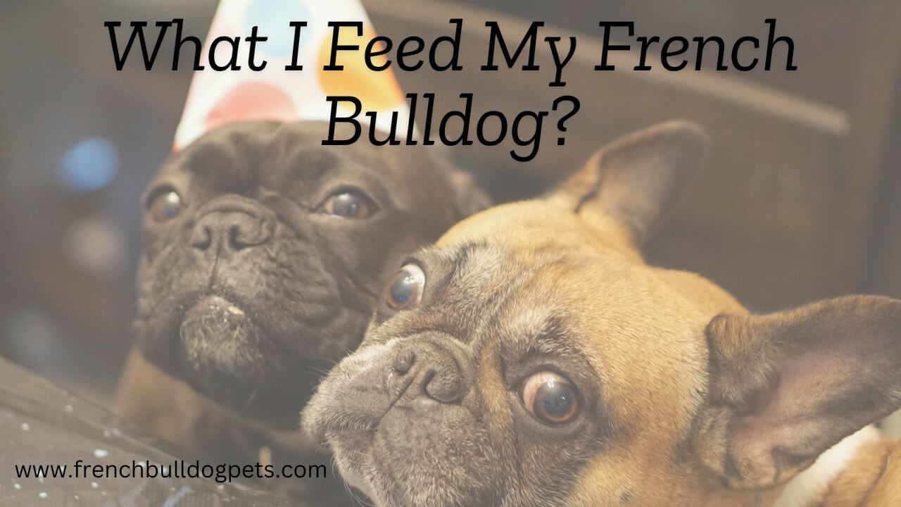 What I Feed My French Bulldog