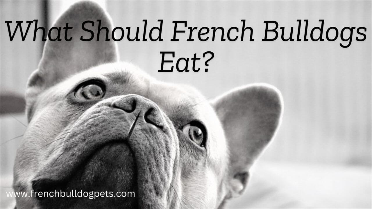 What Should French Bulldogs Eat