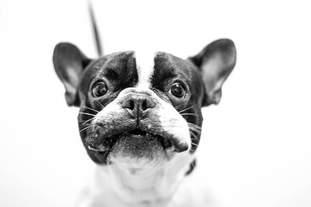 What to Consider Before Bringing Another Pet Into Your French Bulldog Household