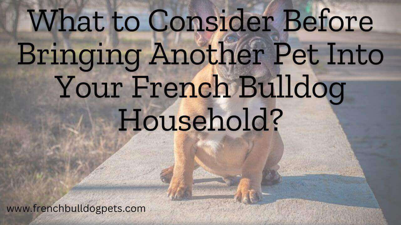 What to Consider Before Bringing Another Pet Into Your French Bulldog Household