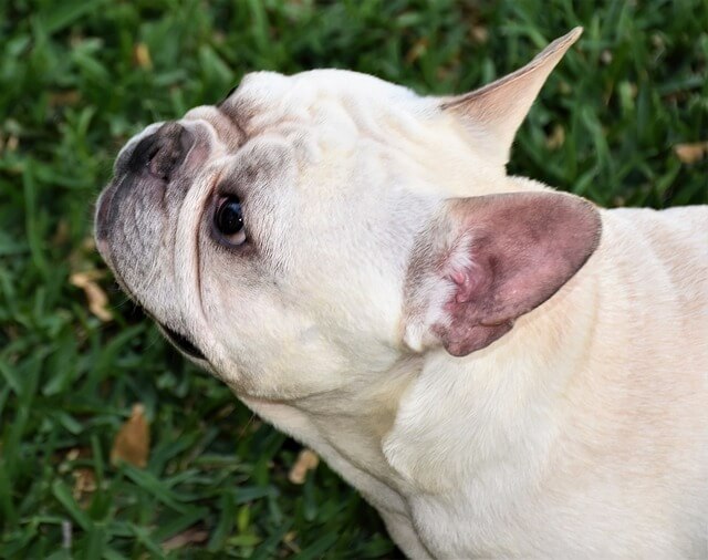 Why French Bulldogs Are Americas Favorite Breed