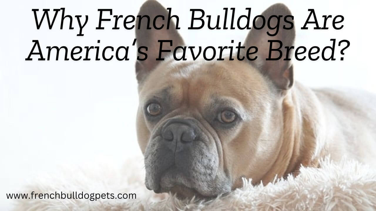 Why French Bulldogs Are Americas Favorite Breed