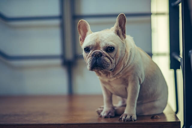 Why French Bulldogs Are Both Adorable and Stubborn