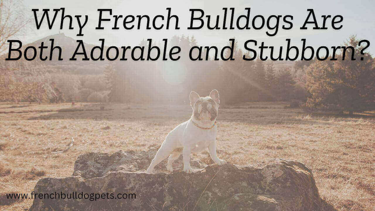 Why French Bulldogs Are Both Adorable and Stubborn