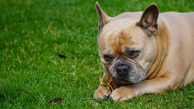 Why French Bulldogs Are Taking Over the World