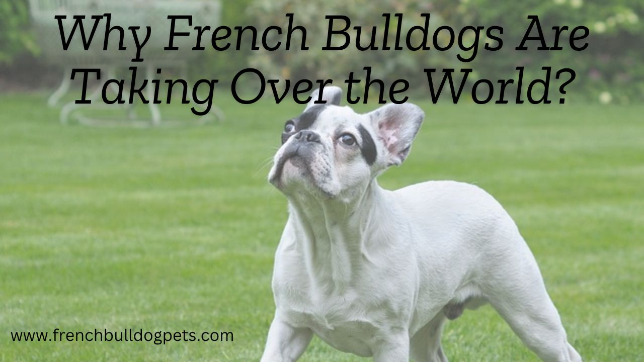 Why French Bulldogs Are Taking Over the World