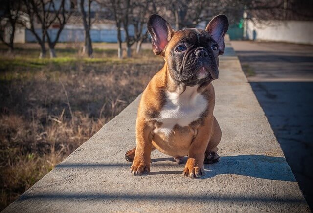 Why French Bulldogs Make the Best Apartment Pets