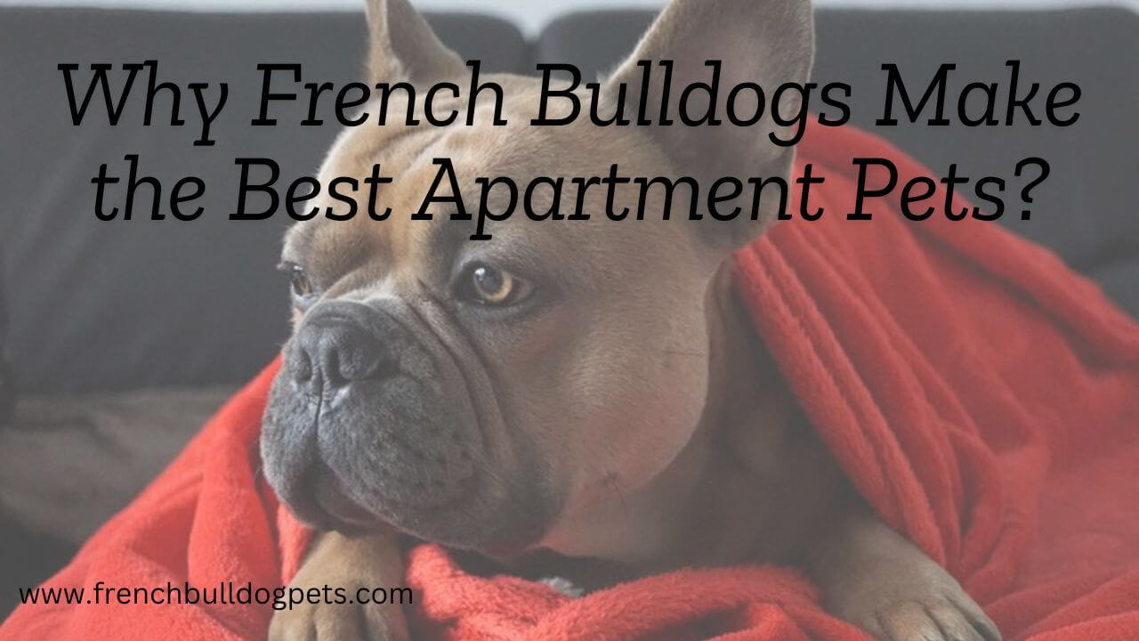 Why French Bulldogs Make the Best Apartment Pets