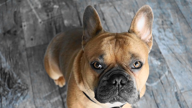 Why I Chose to Adopt a French Bulldog