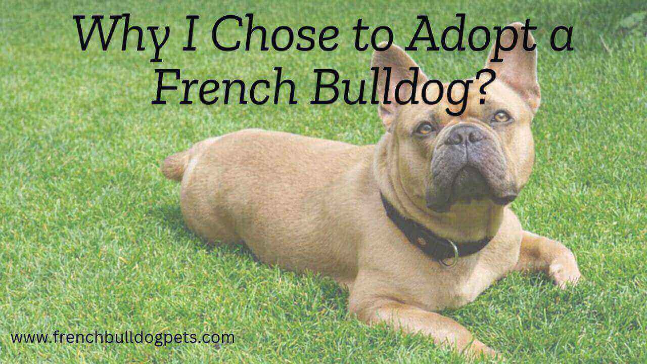 Why I Chose to Adopt a French Bulldog