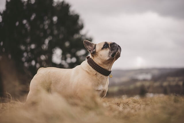 french bulldog stays healthy and happy