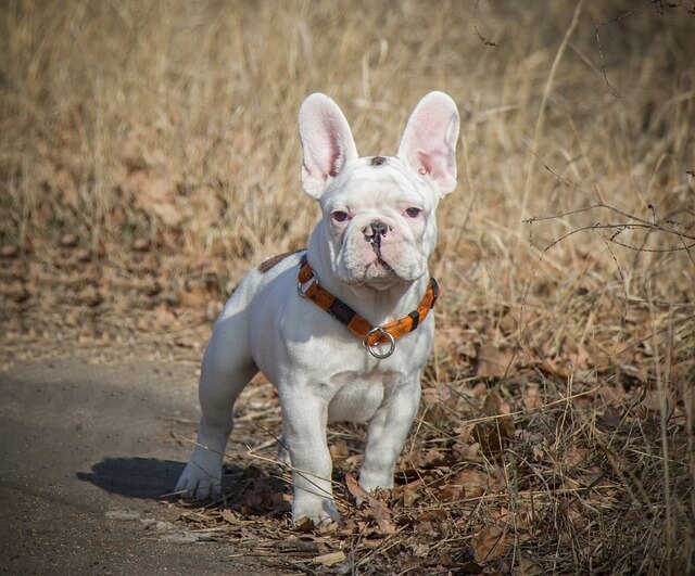 Adopting a French Bulldog