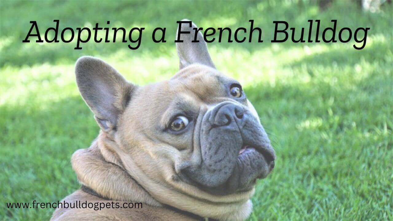 Adopting a French Bulldog