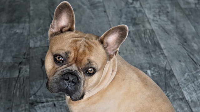 Caring for Your French Bulldog