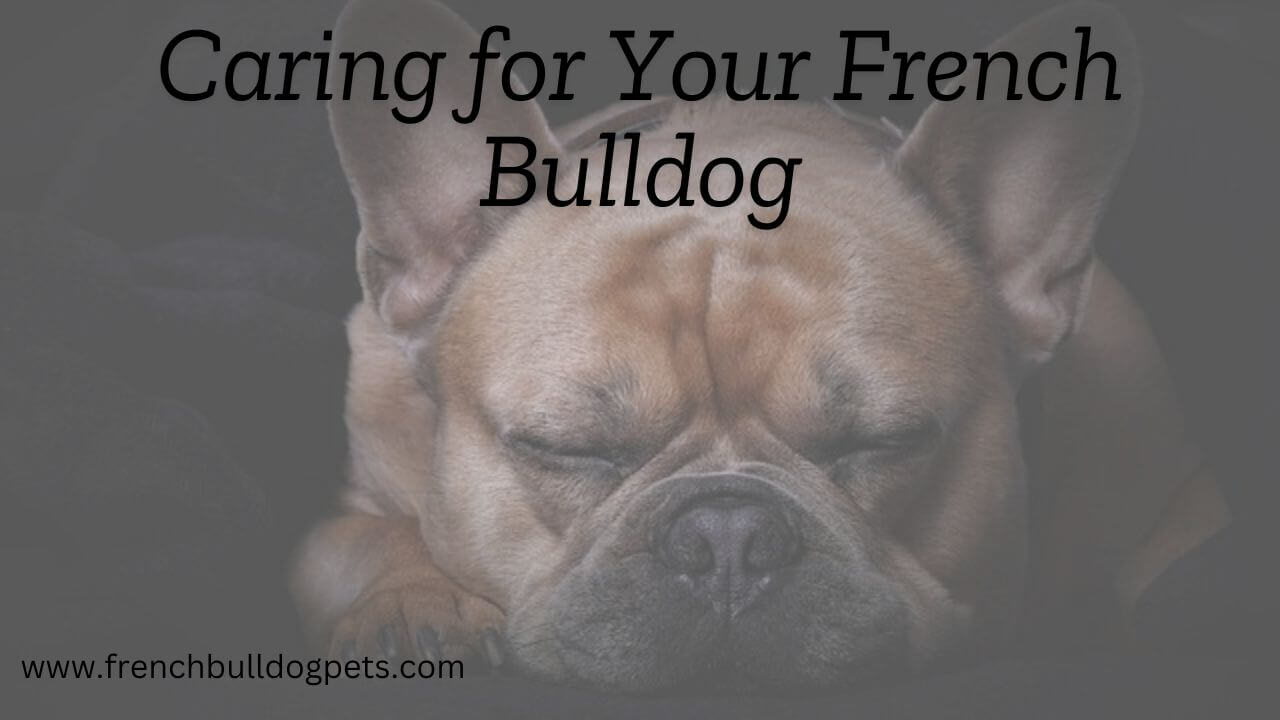 Caring for Your French Bulldog