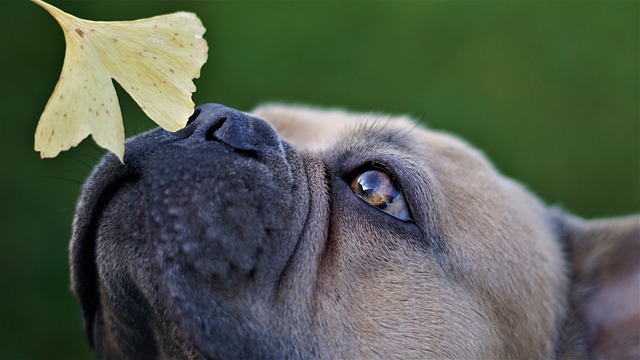 French Bulldog Breeding 101