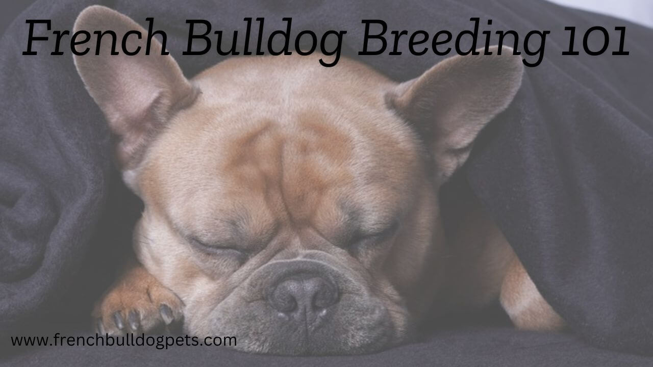 French Bulldog Breeding 101