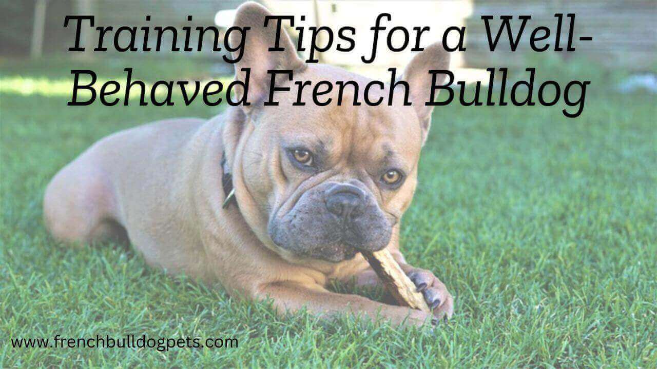 Training Tips for a Well-Behaved French Bulldog