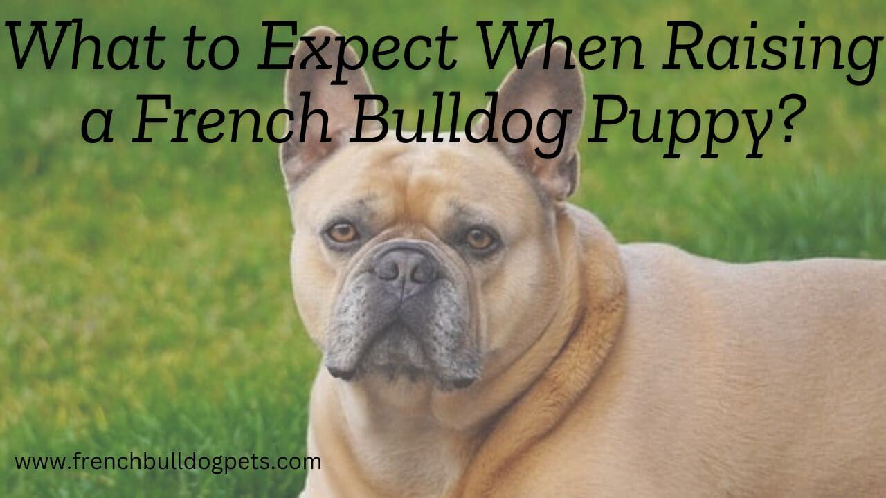 What to Expect When Raising a French Bulldog Puppy